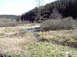 Naturschutzgebiet Perlenbach-Fuhrtsbachtal