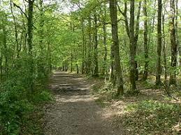 forêt de Grimbosq