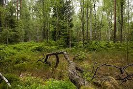 Waldmoor-Torfstich
