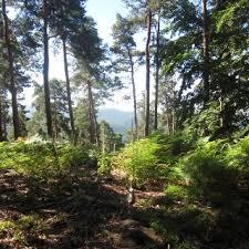 Kieskautberg