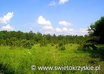 Rezerwat przyrody Polana Polichno