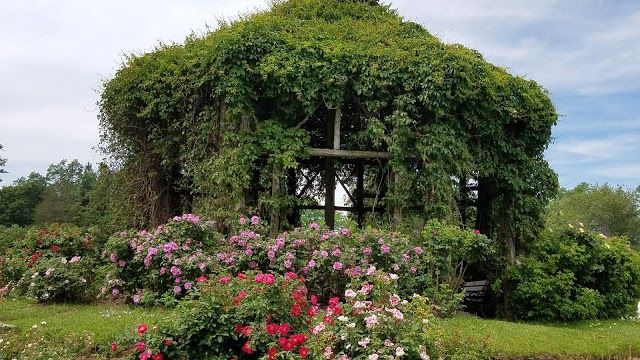 Elizabeth Park Rose Garden