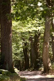 forêt de Touffou