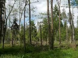 Rezerwat przyrody Wysokie Bagno