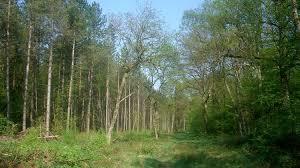Orlestone Forest