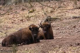 Wildpark Kaiserslautern