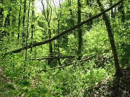Ungeheuerklamm