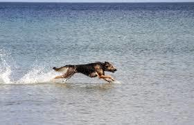 Hundestrand Laboe