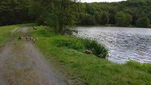 Möttauer Weiher