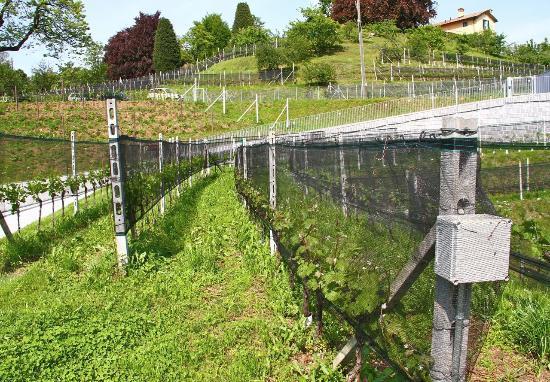 Fattoria Moncucchetto Sagl