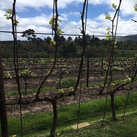 Newstead Wines Restaurant