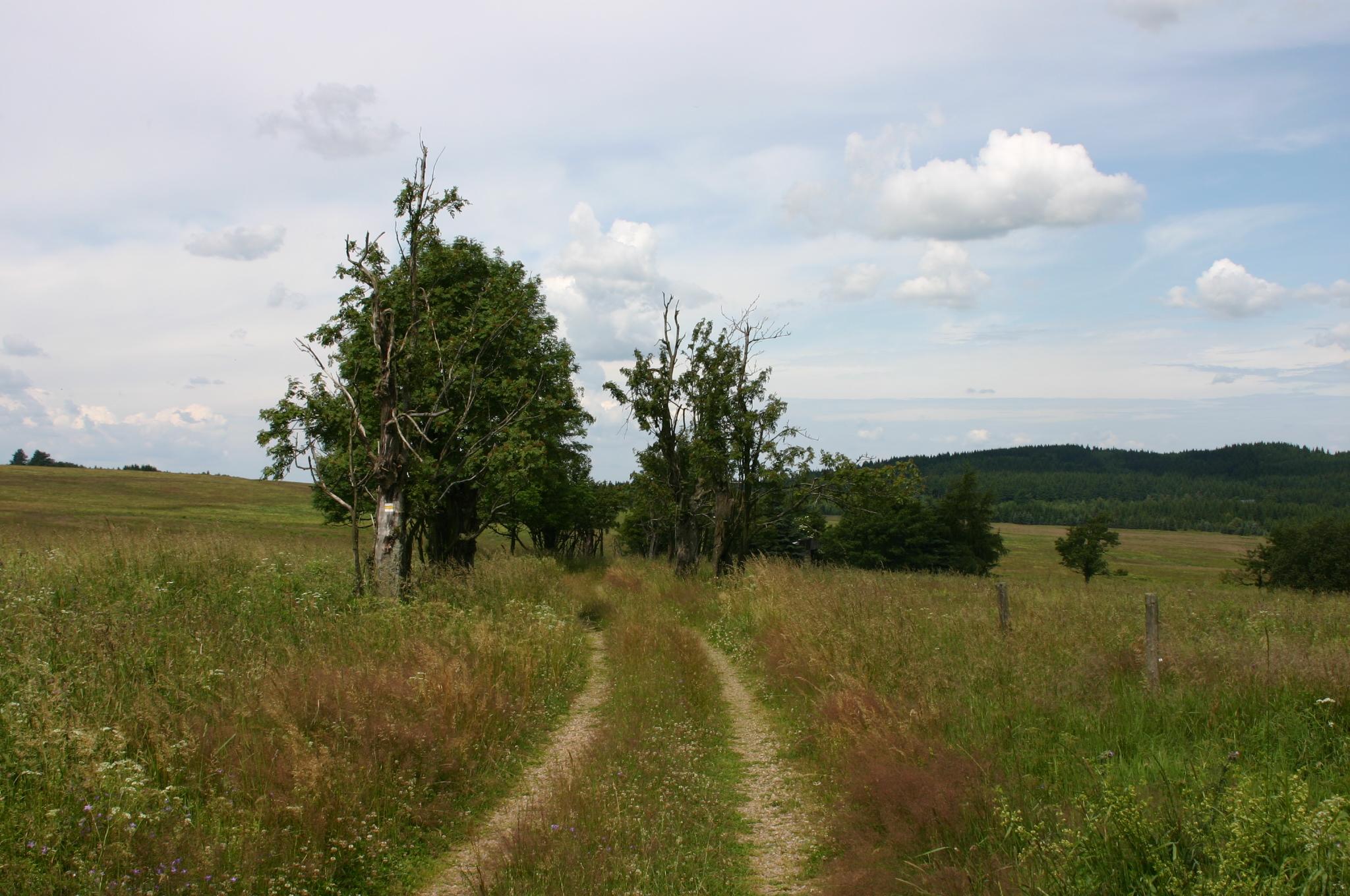 Steinkuppe
