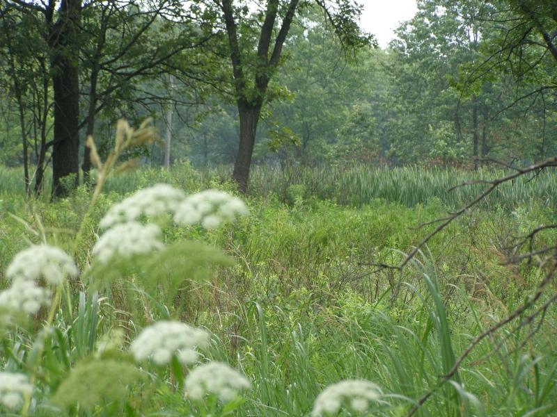 Hoosier Prairie State Nature Preserve
