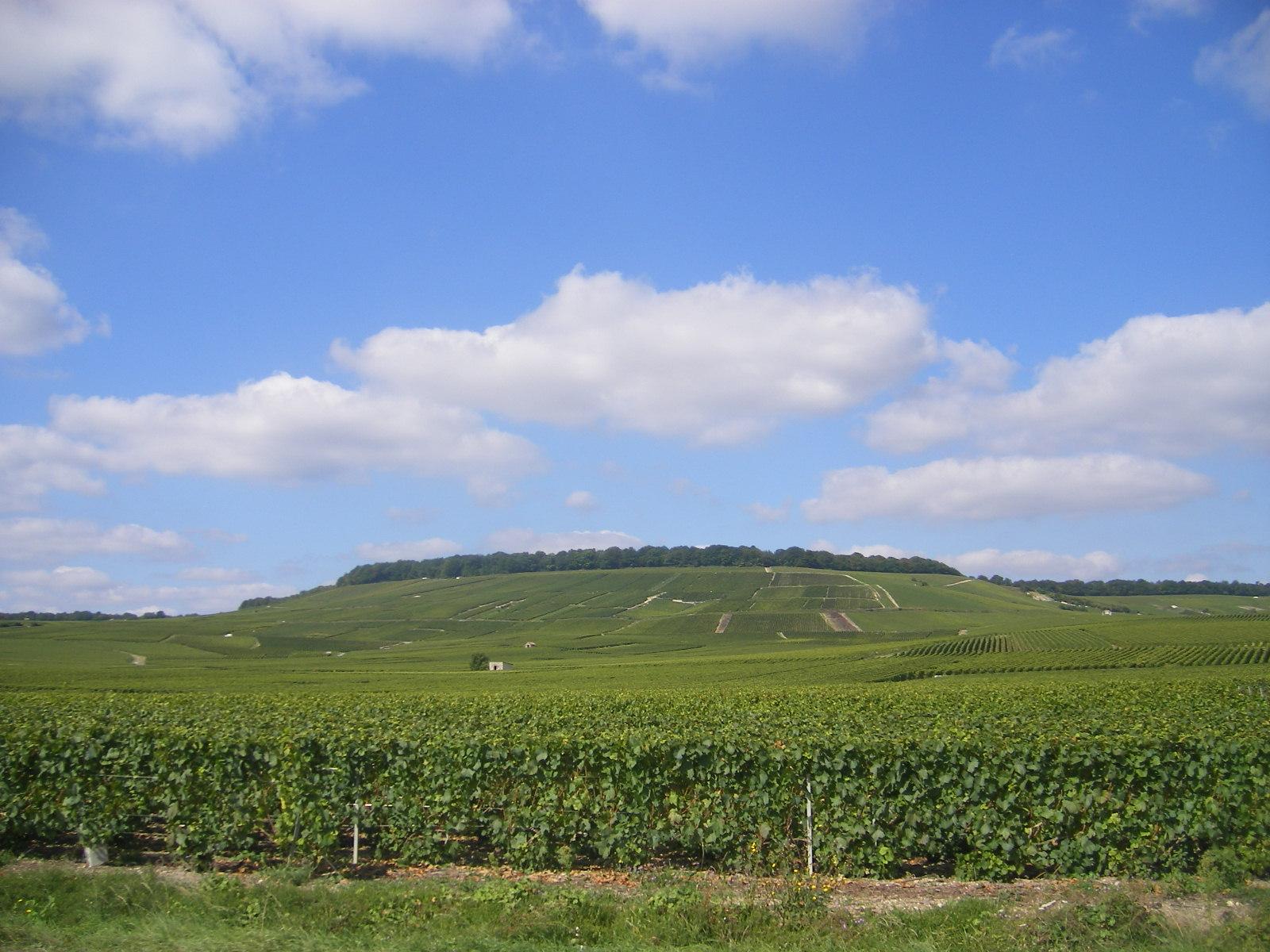 réserve naturelle nationale des pâtis d'Oger et du Mesnil-sur-Oger