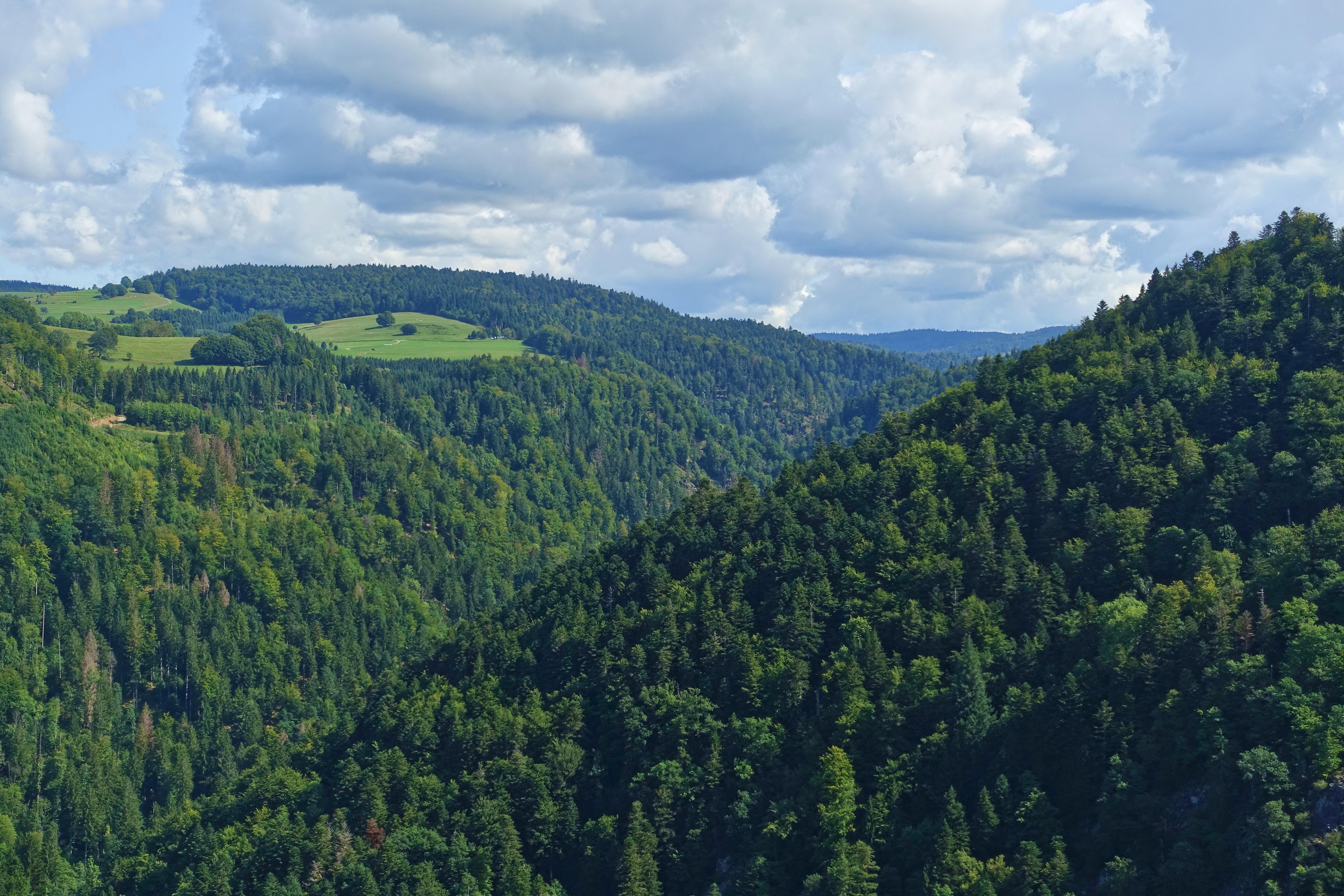Bannwald Wehratal