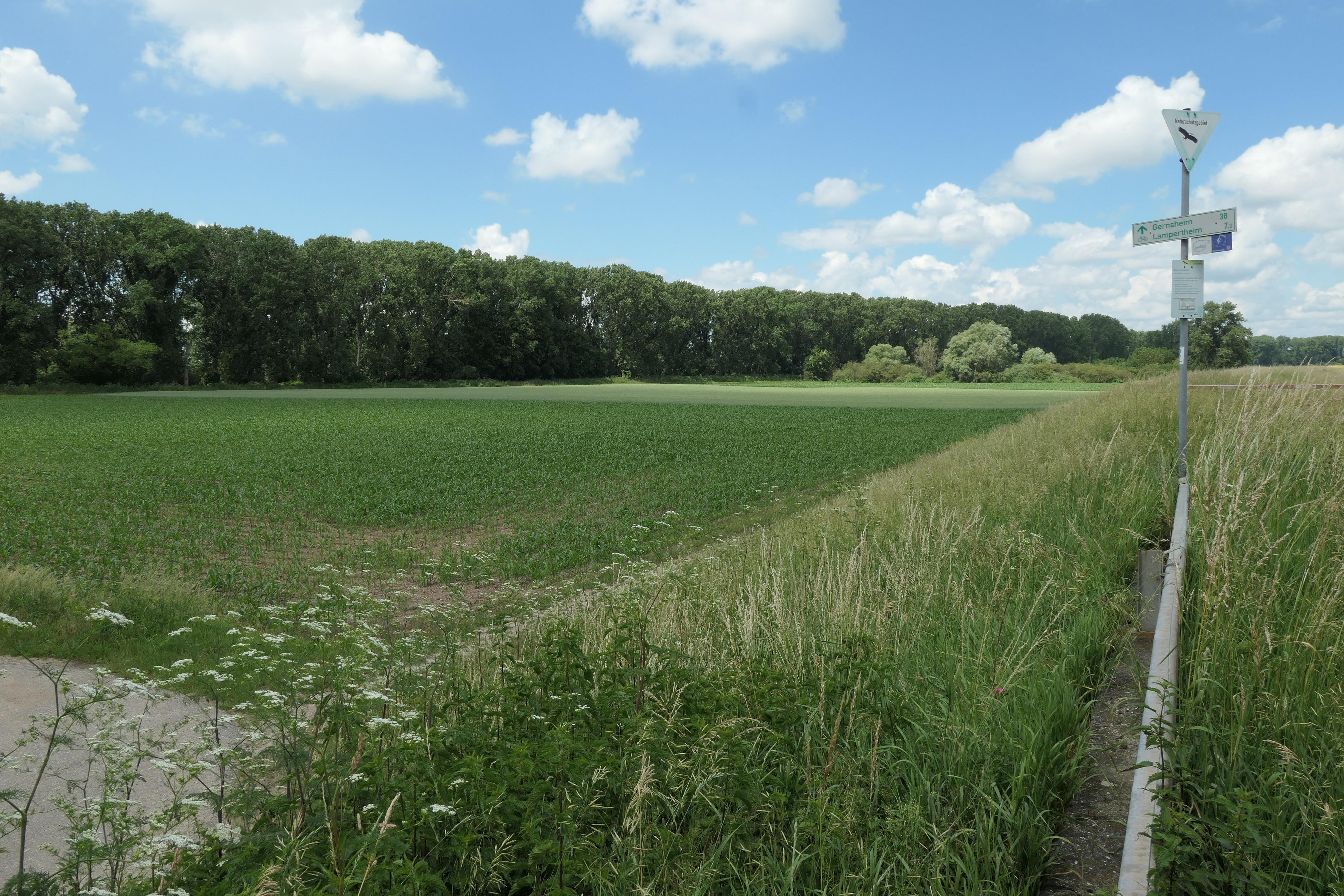 Ballauf-Wilhelmsworth