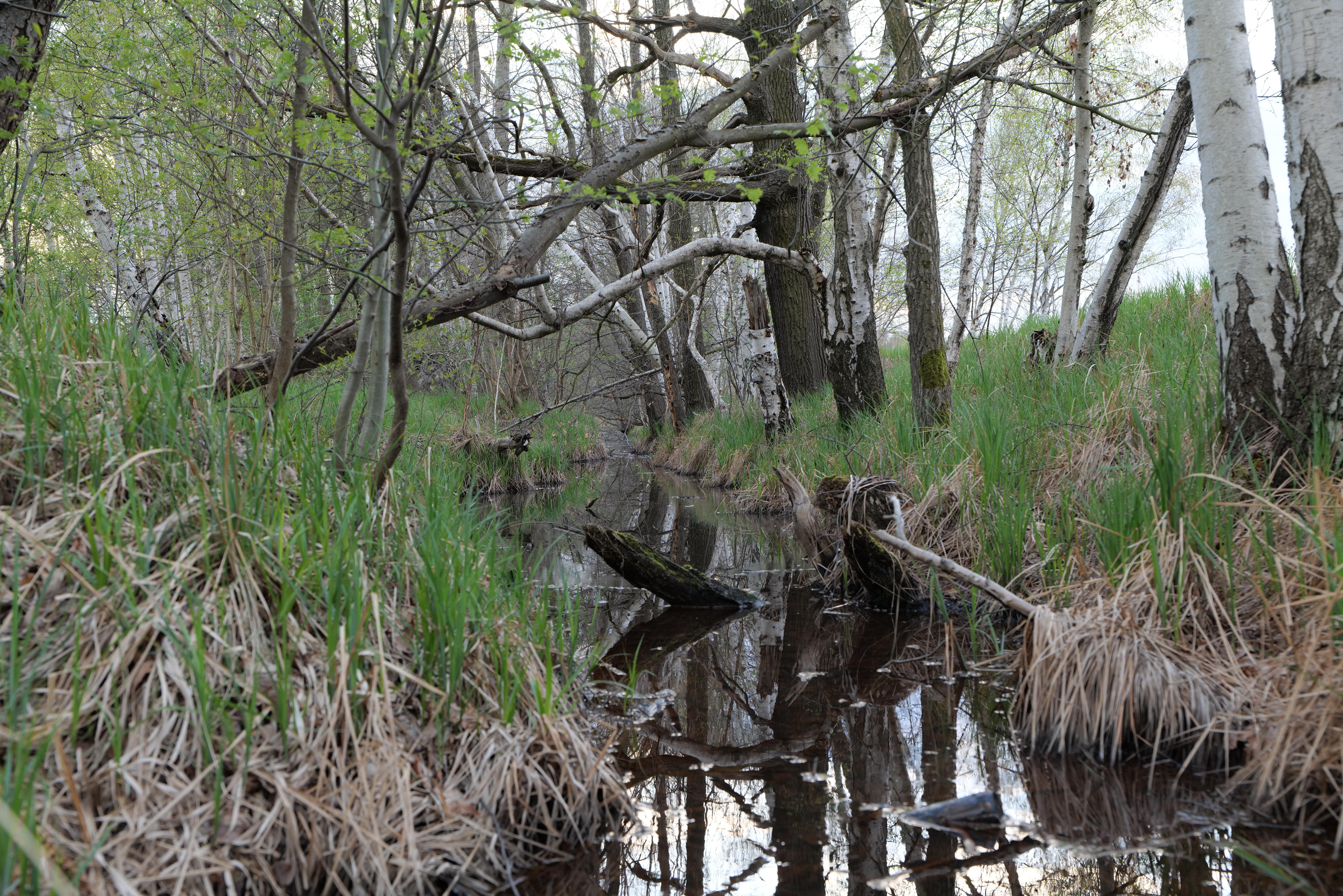 Peitzer Teiche mit dem Teichgebiet Bärenbrück und Laßzinswiesen