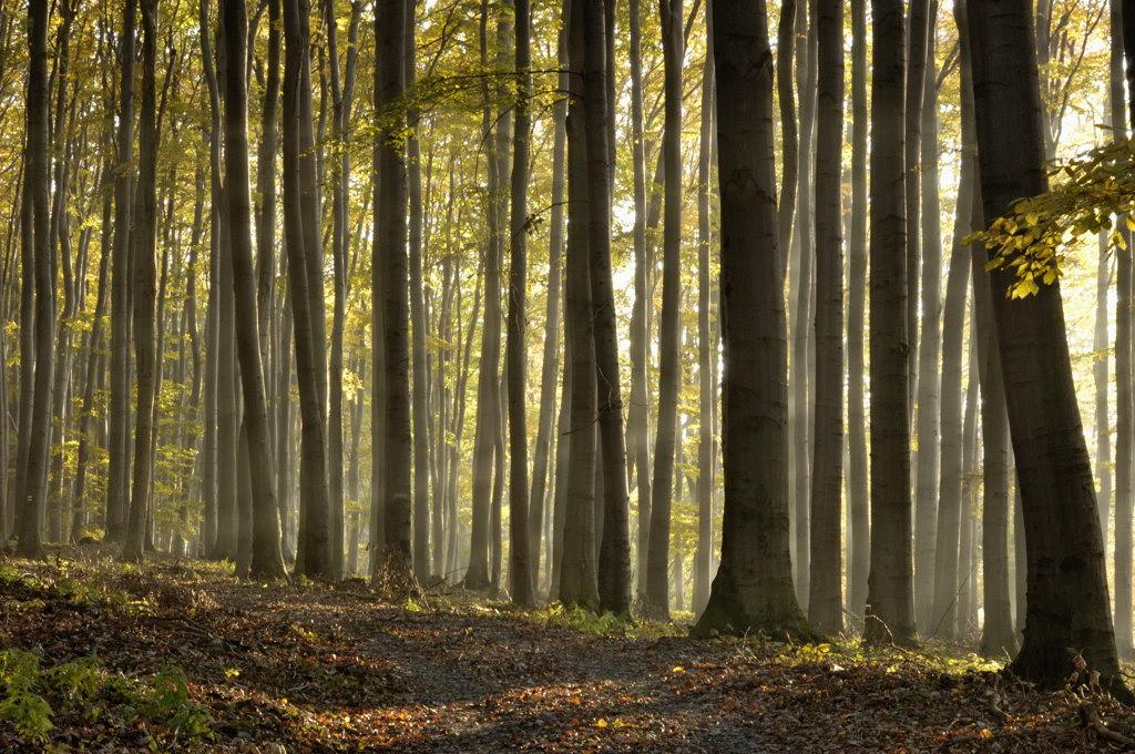 Forêt domaniale de Lyons