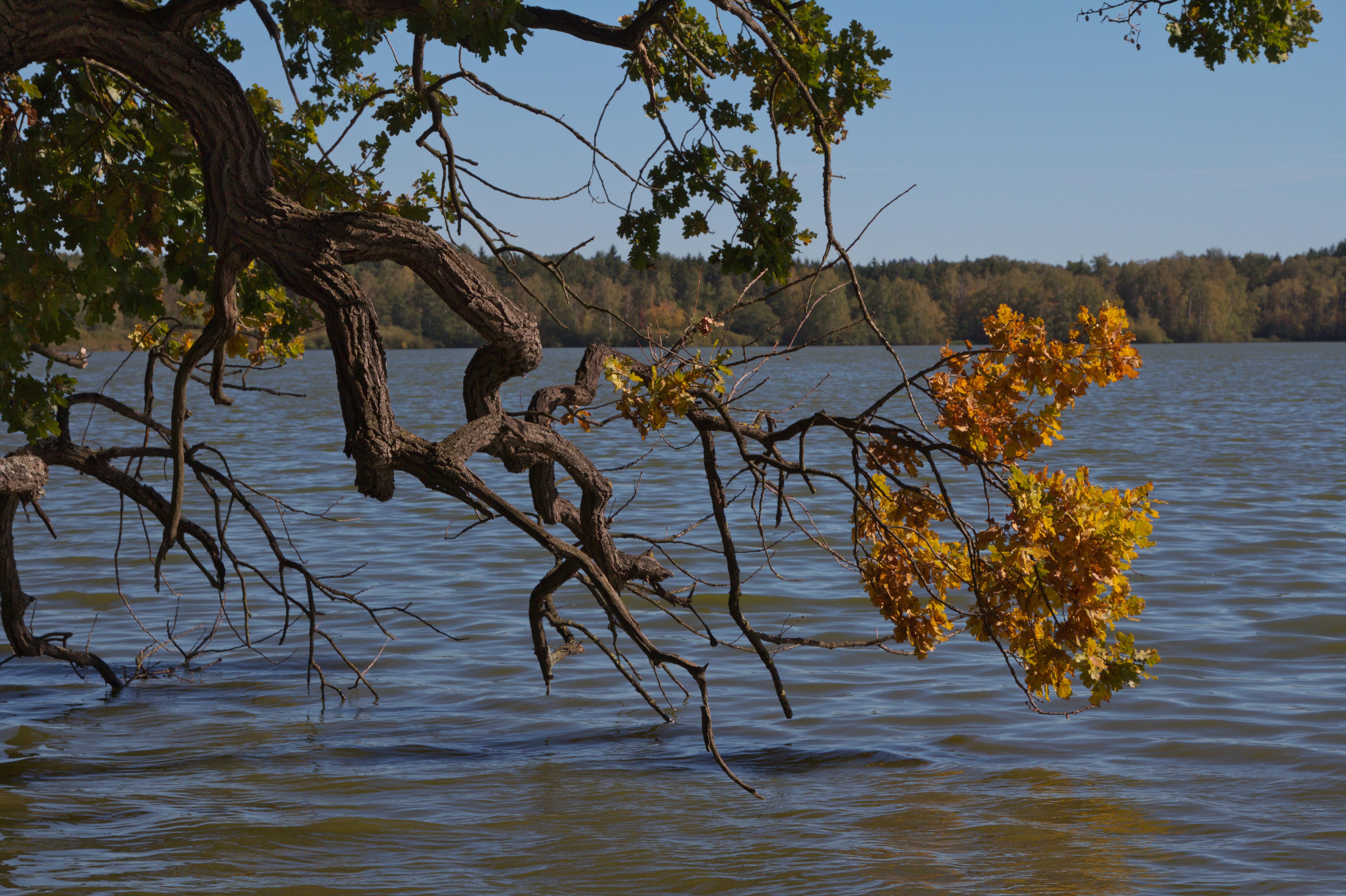 Staré jezero