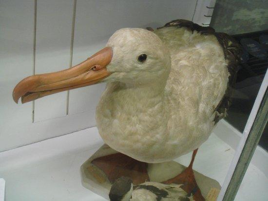 musée archéologique de Nîmes