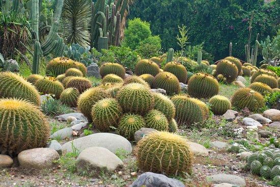 Sarkaria Cactus Garden