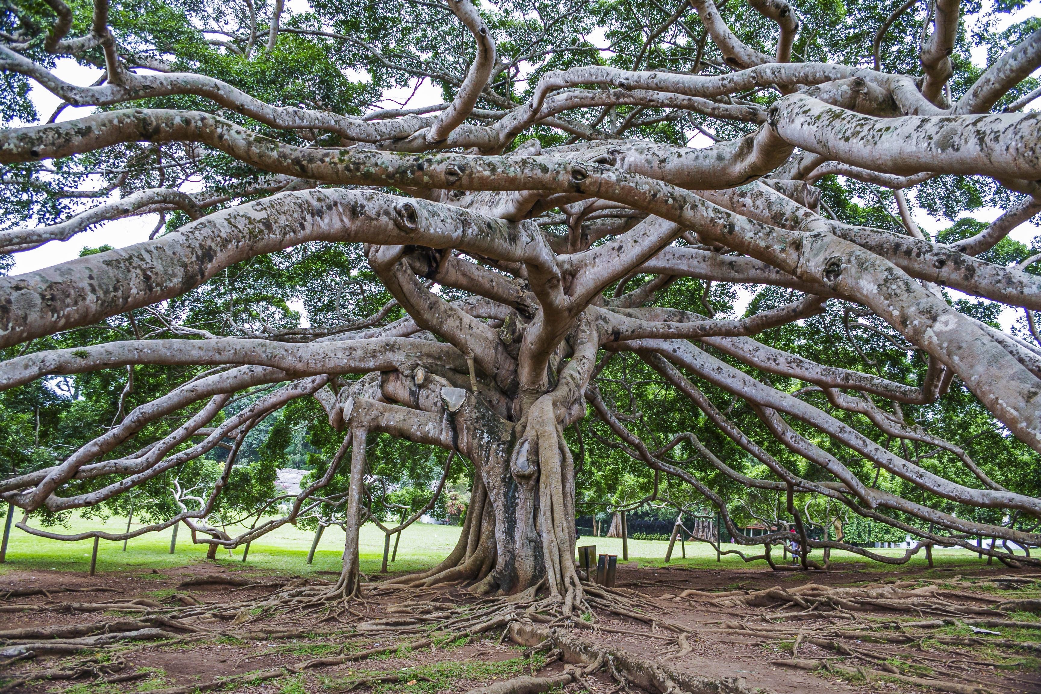 Peradeniya Botanic Gardens