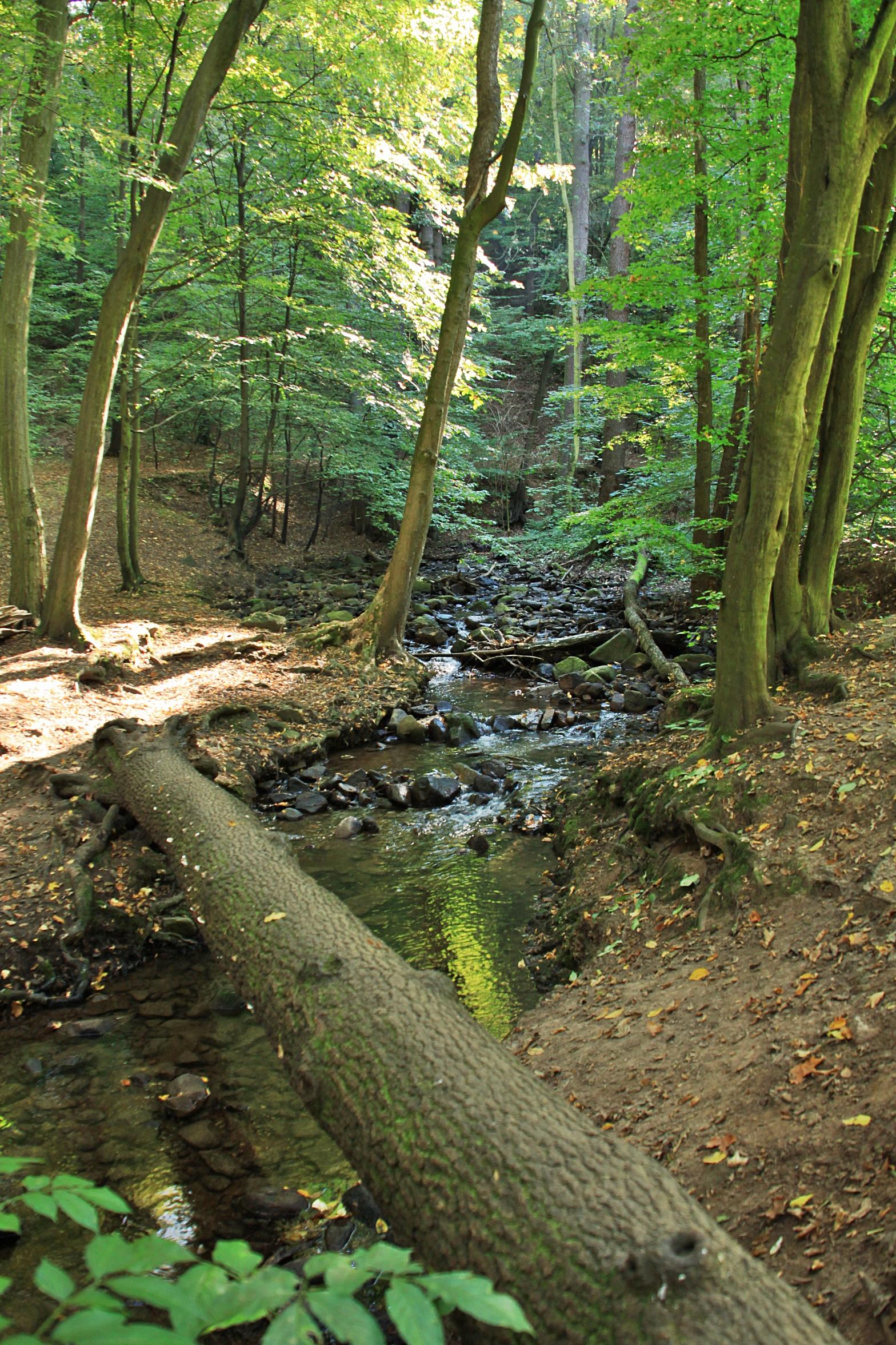 Zschonergrund