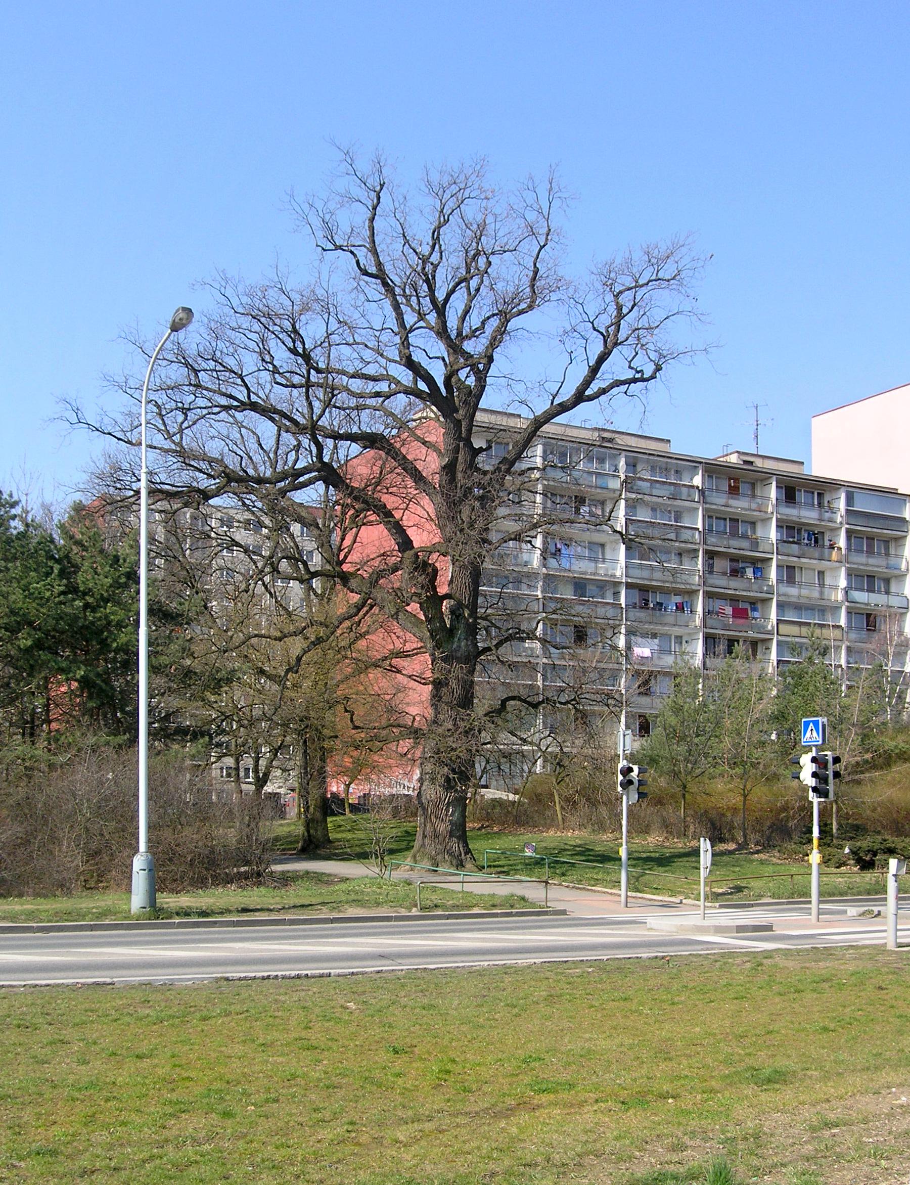 Kunraticky hranicni dub