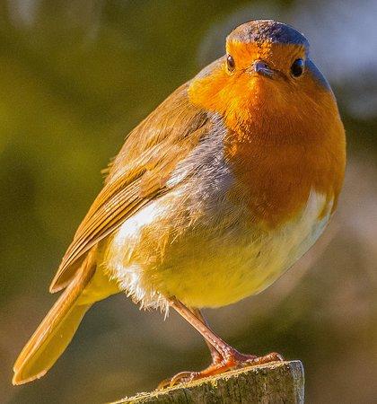 Askham Bog Nature Reserve