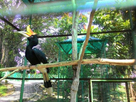 Wildlife Cultural Park Kinantan