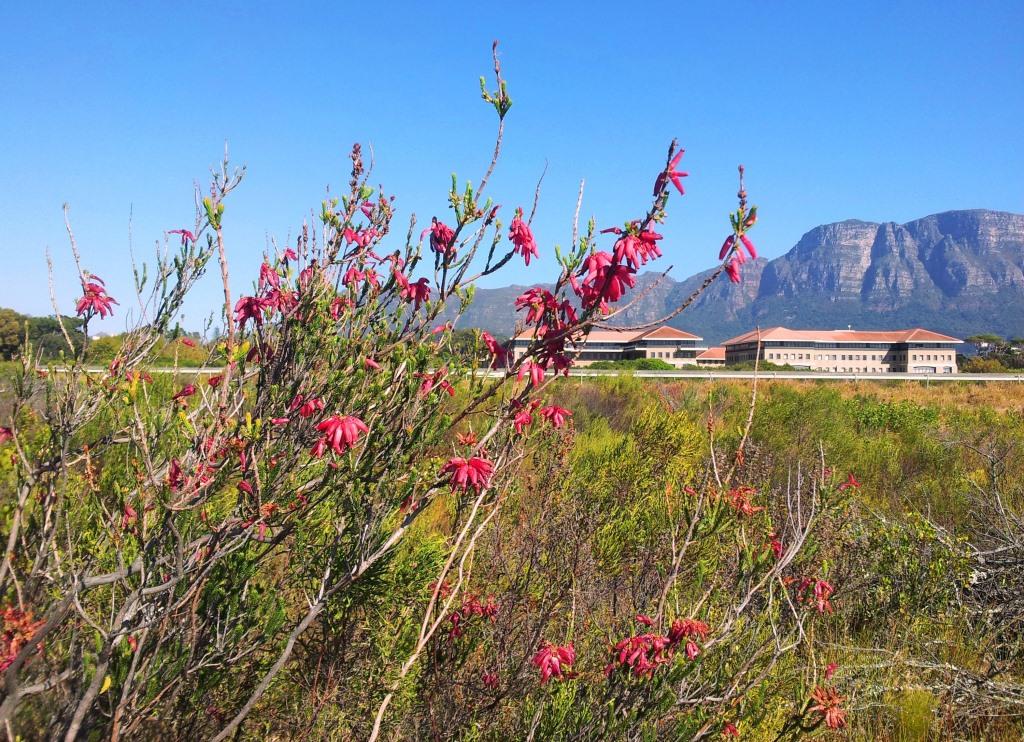 Kenilworth Racecourse Conservation Area