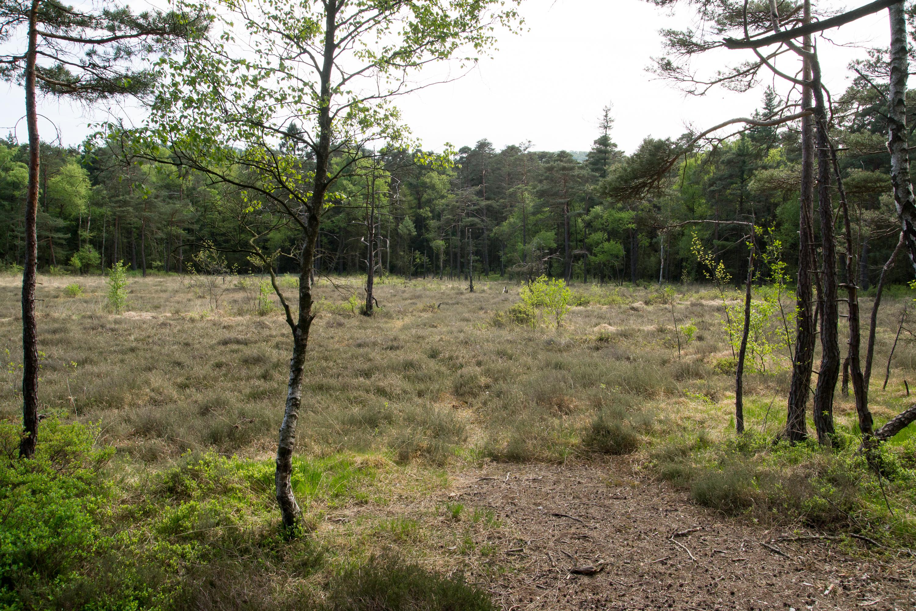 Hiddeser Bent