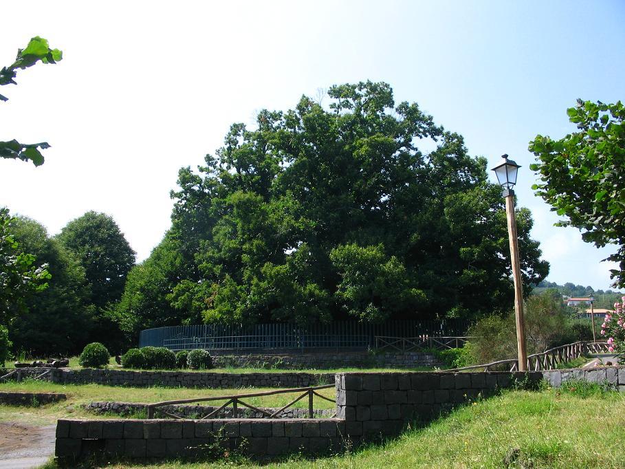 Châtaignier des cent chevaux