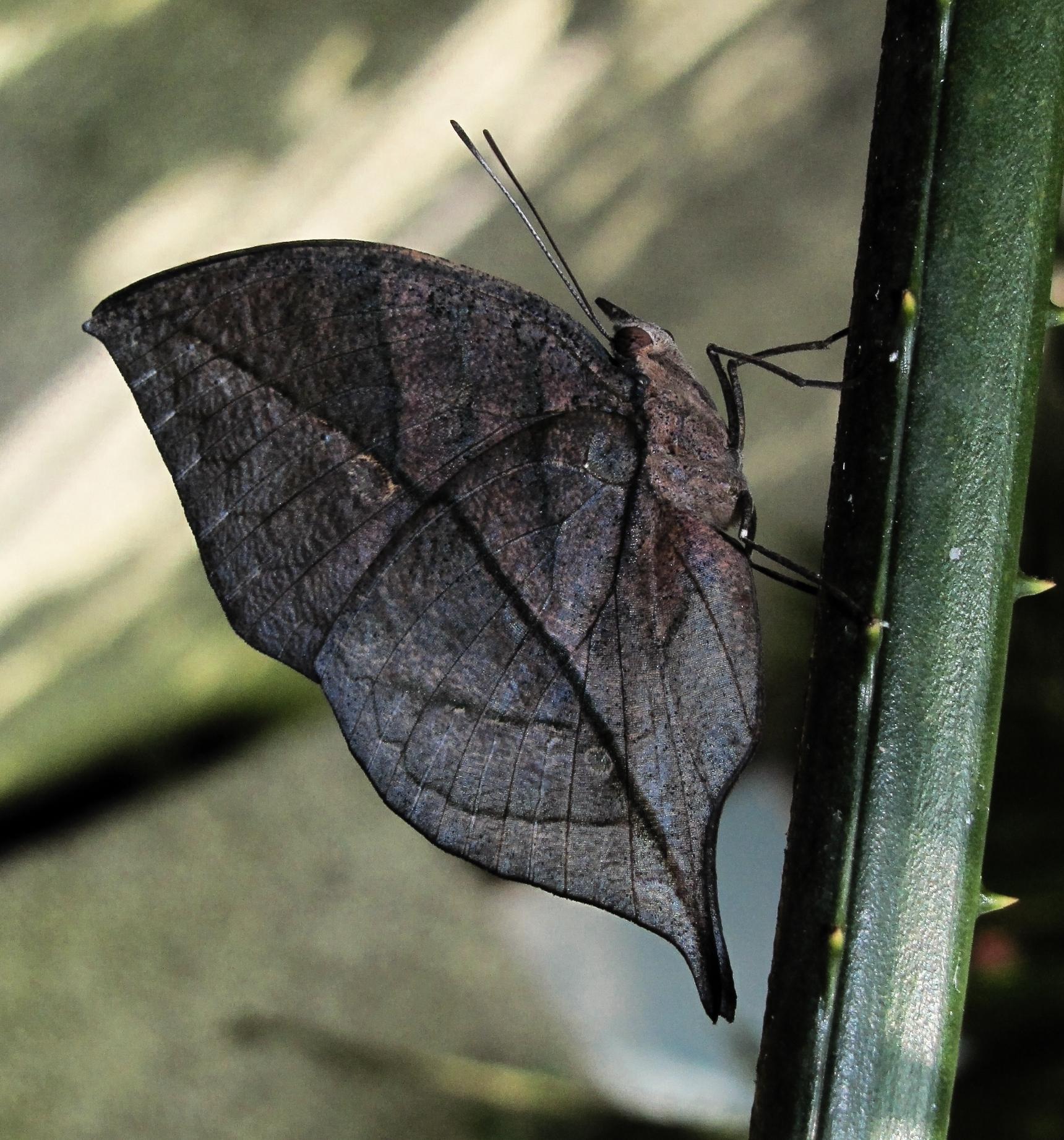 Collodi Butterfly House