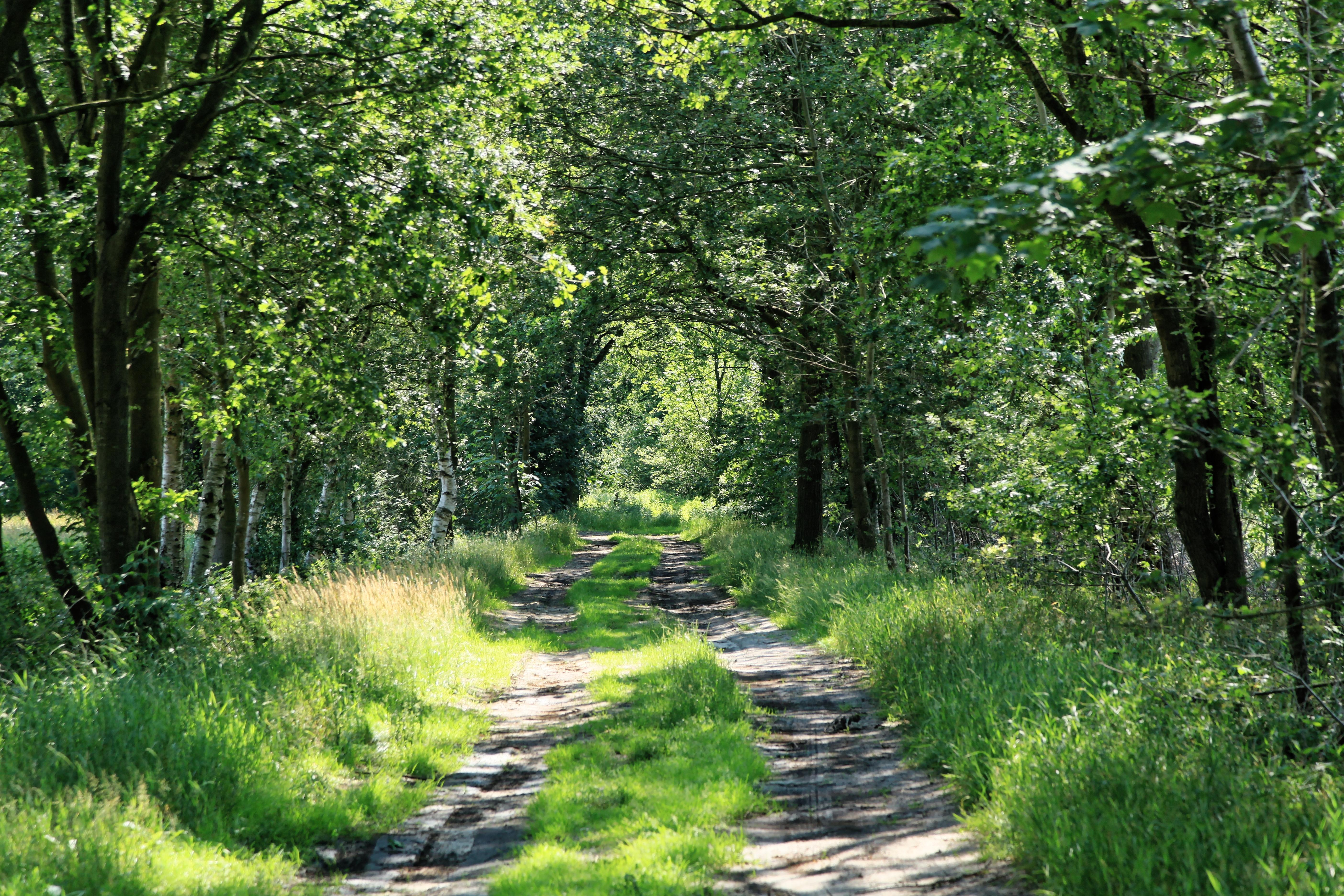Neuheeder Moor