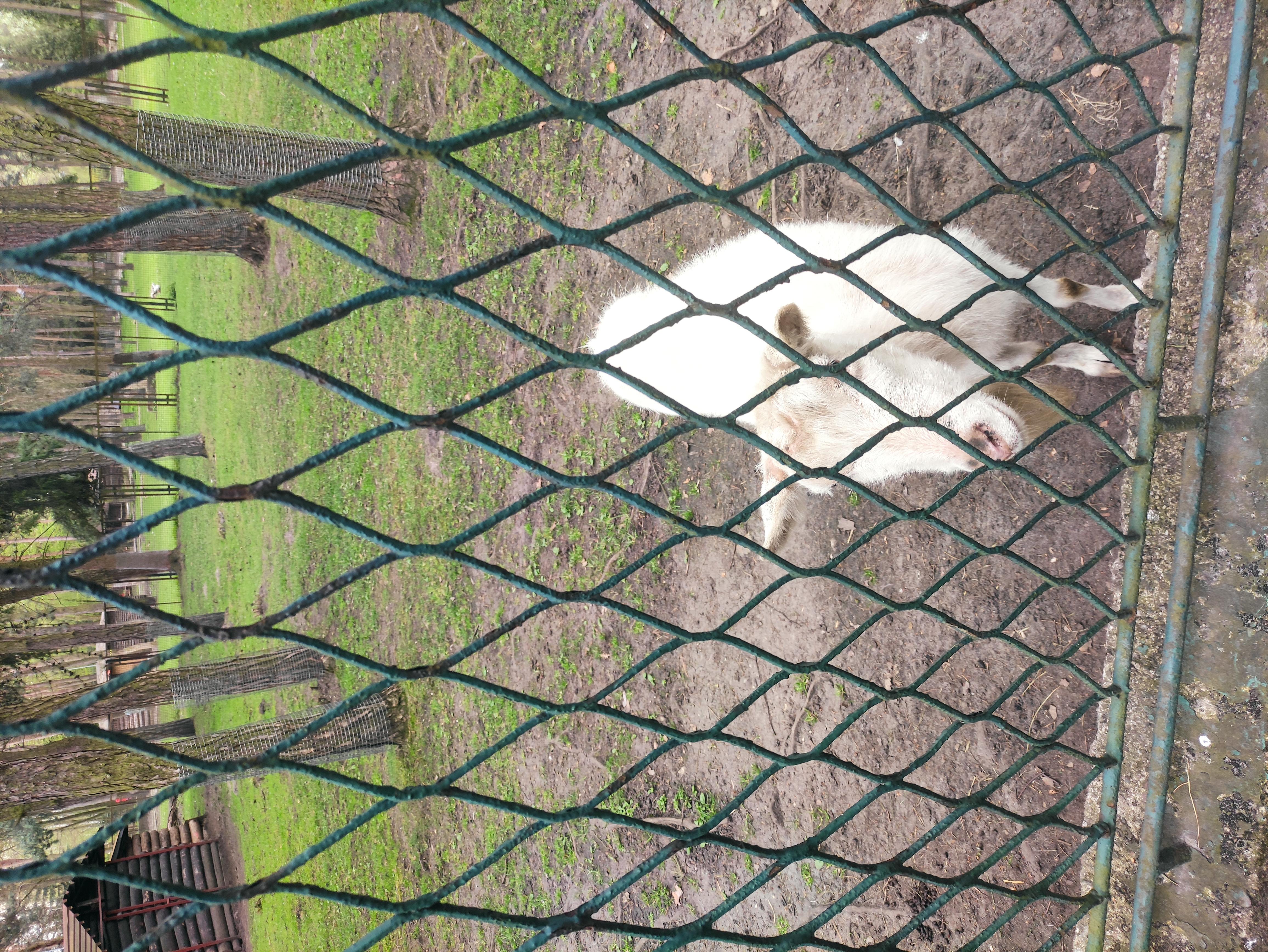 MiniZoo Kazimierz