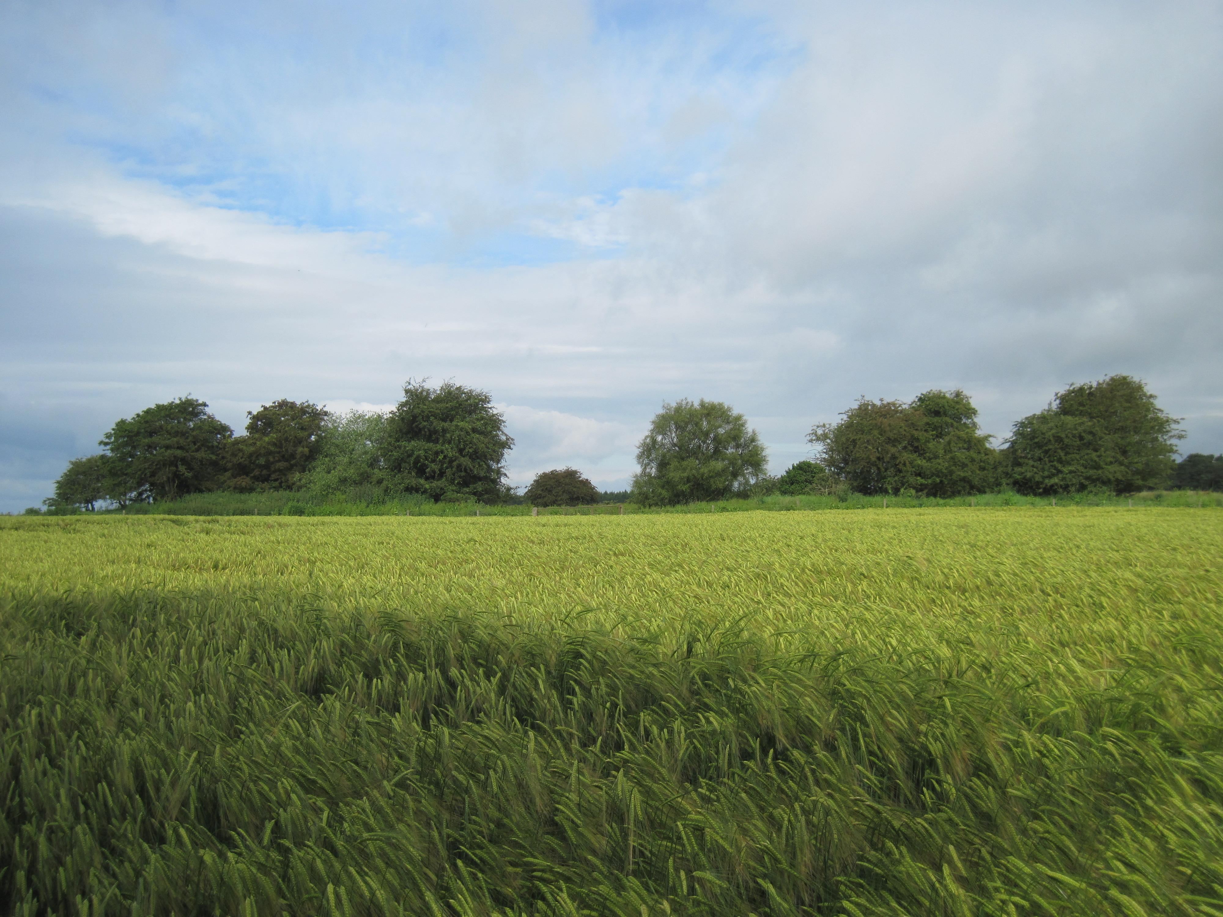 Studford Ring