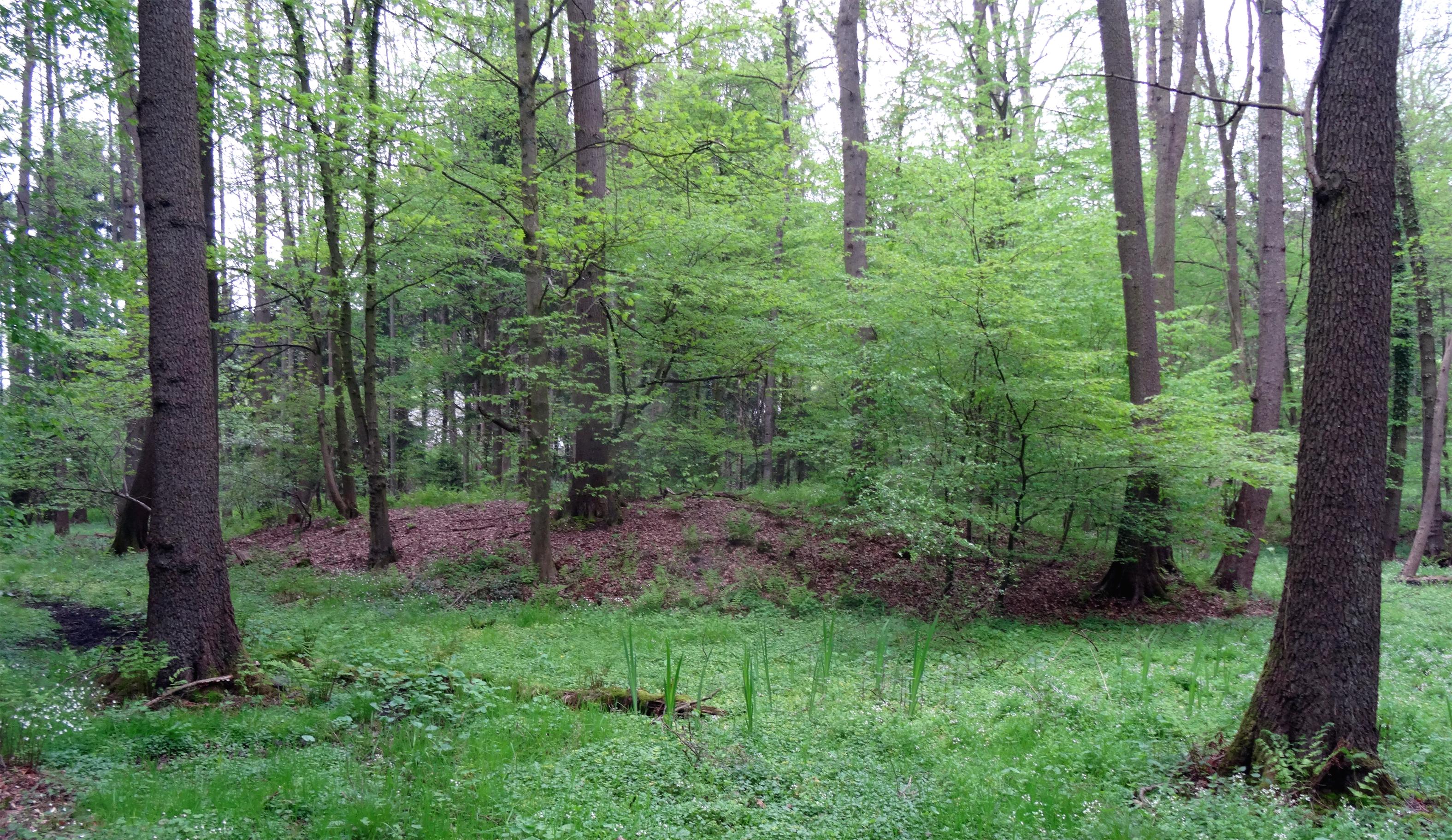 Burghugel Niederscherf