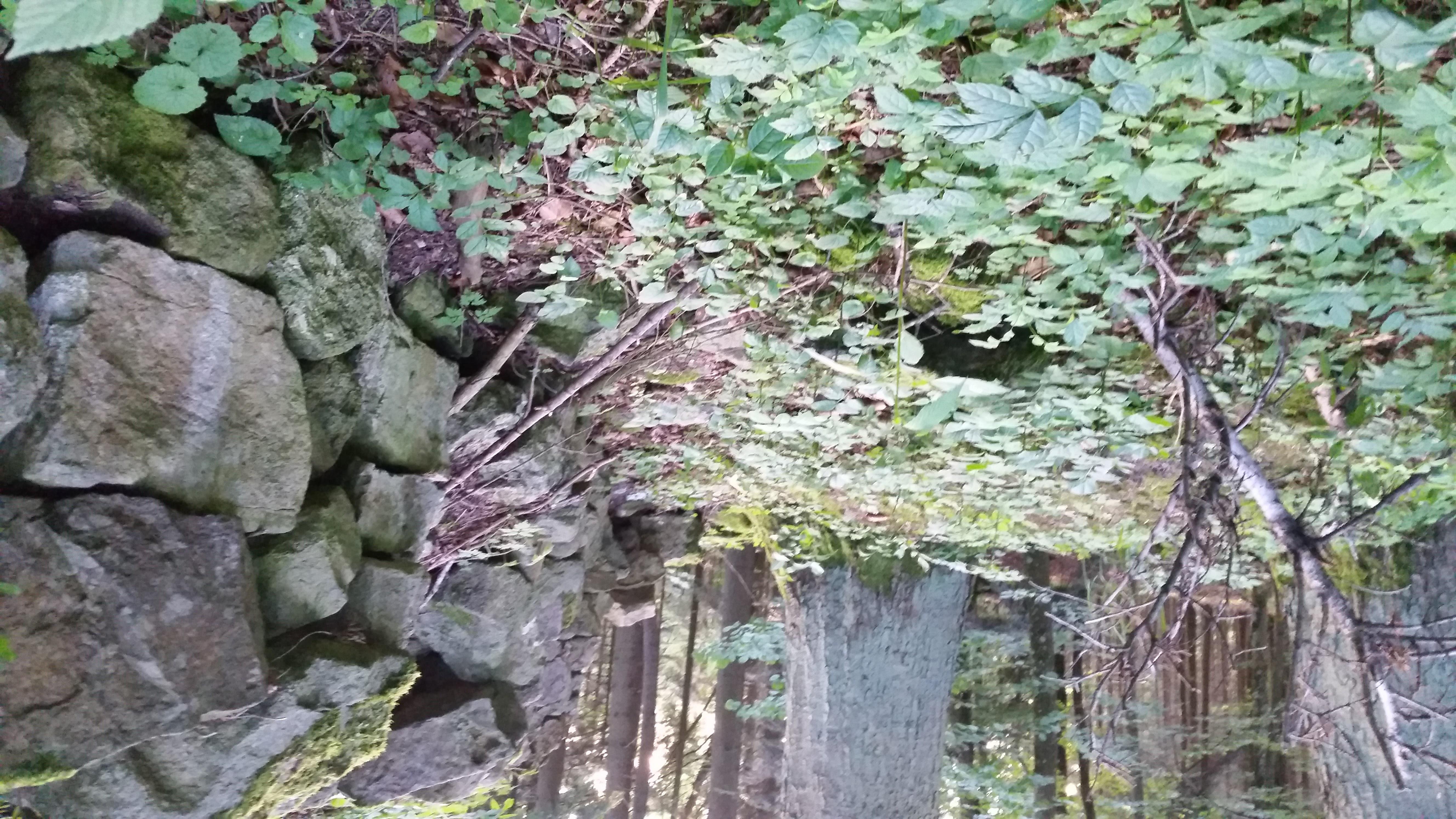 Ruine Rotenzimmern