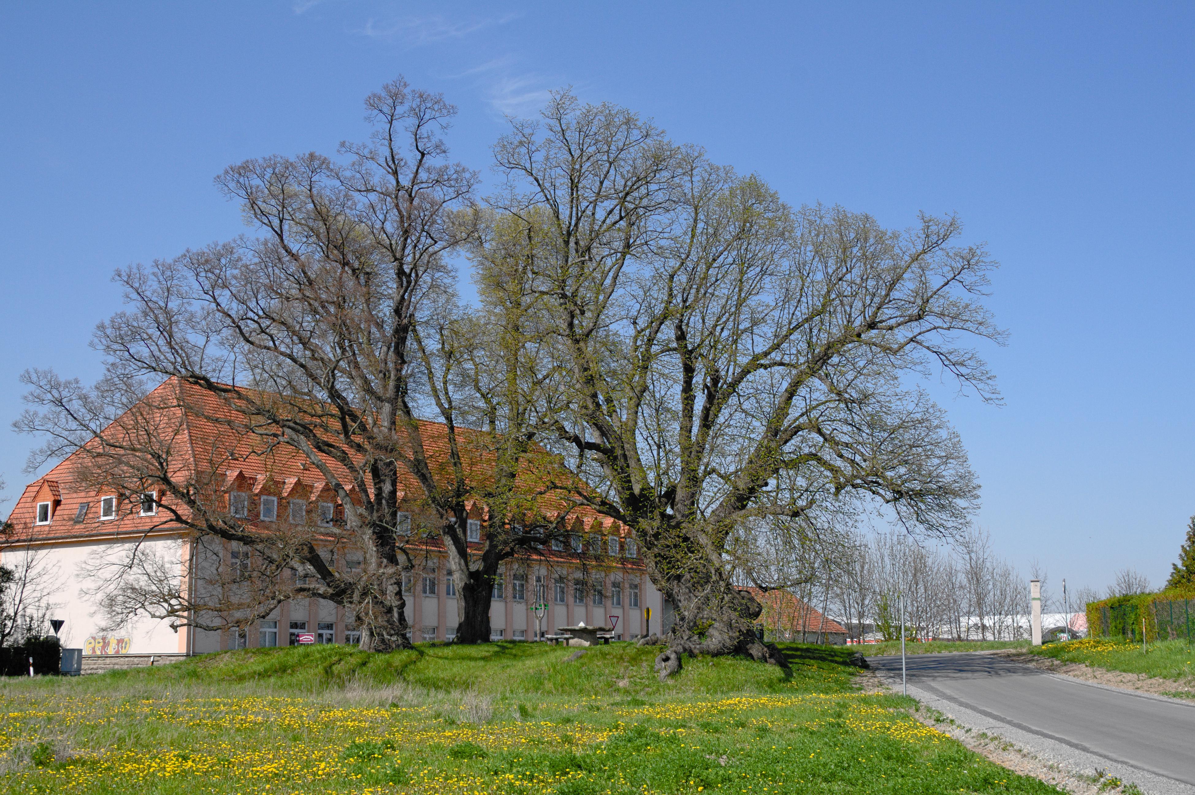 Mallinden