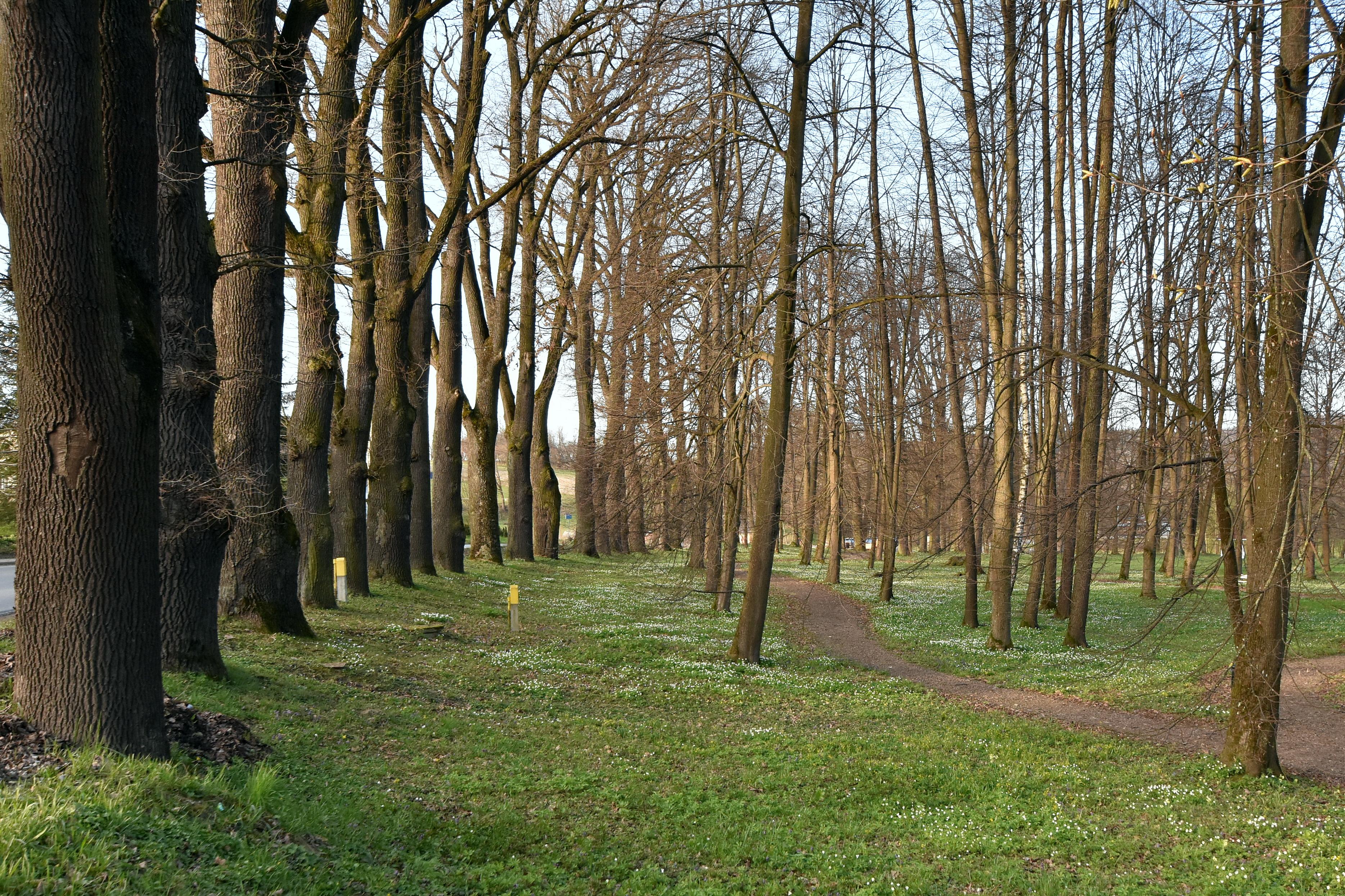 Park dworski