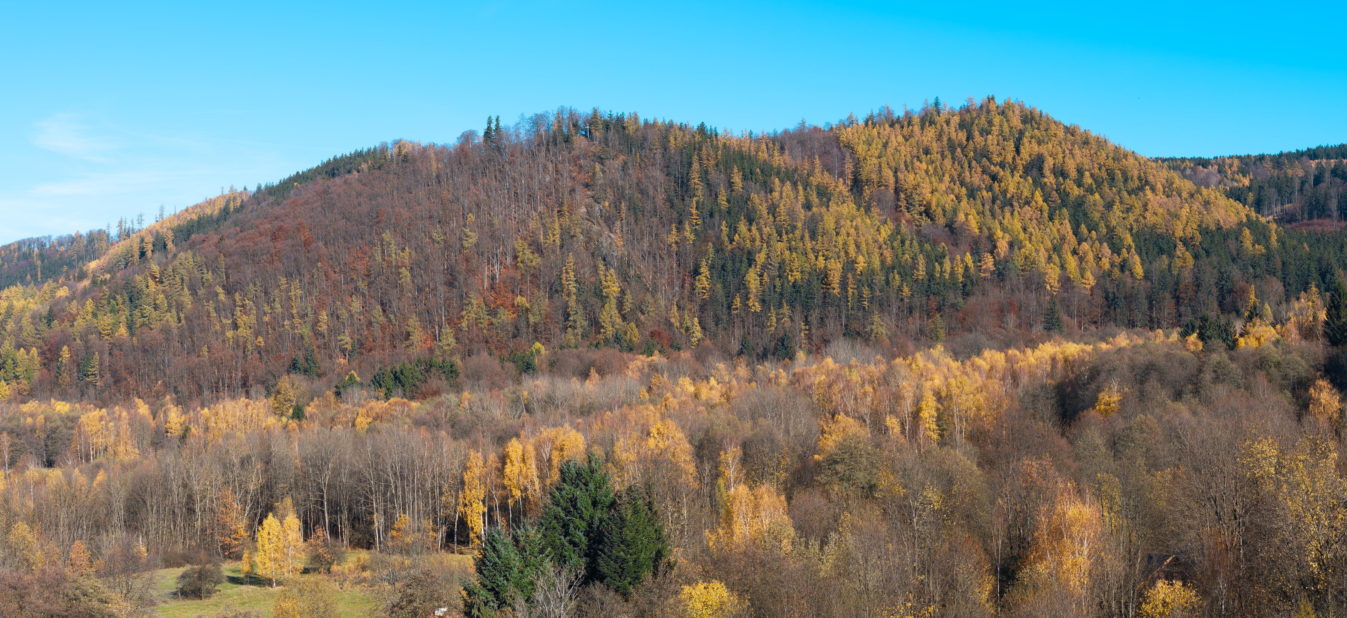 Gołota