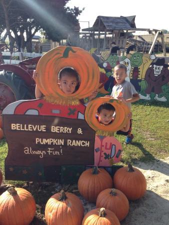Bellevue Berry Farm and Pumpkin Ranch