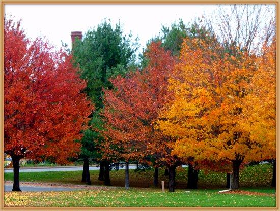 Bellamy Harbor Park