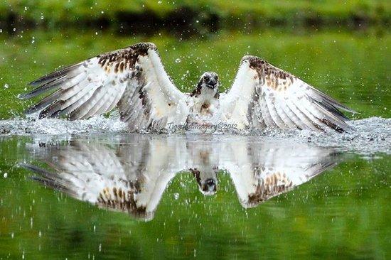 Aviemore Ospreys