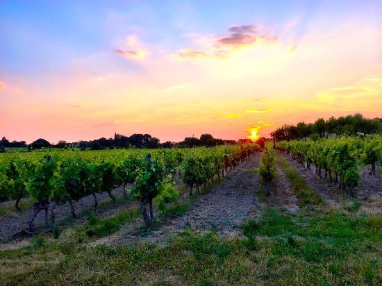 Domaine La Garelle