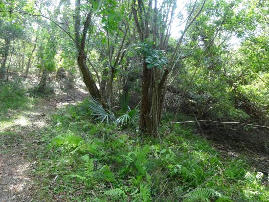 Buxton Woods Nature Trail