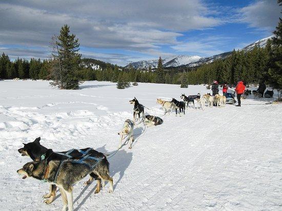 Spirit of the North Sled Dog Adventures