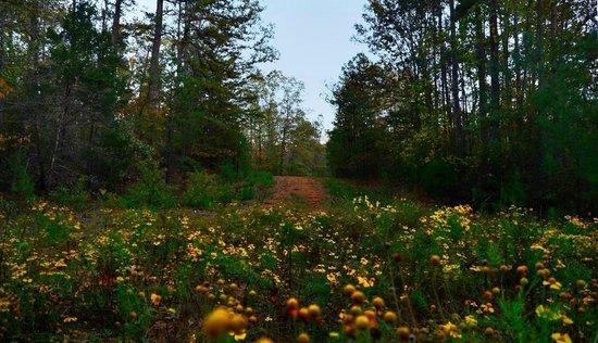 The Bay Trails