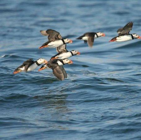 Puffin Cruises